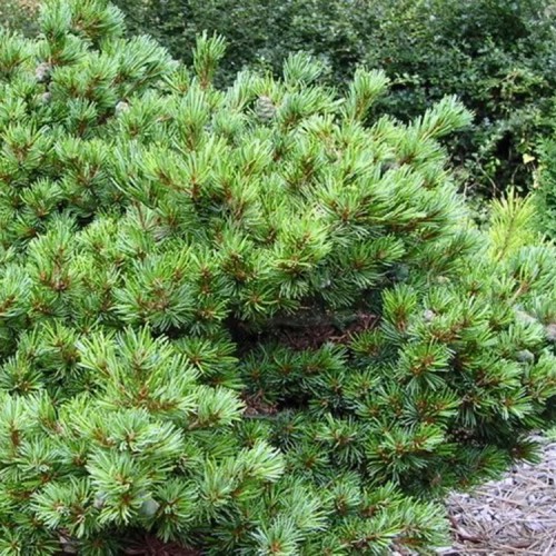 Pušis smulkiažiedė (Pinus parviflora) 'HAGOROMO'