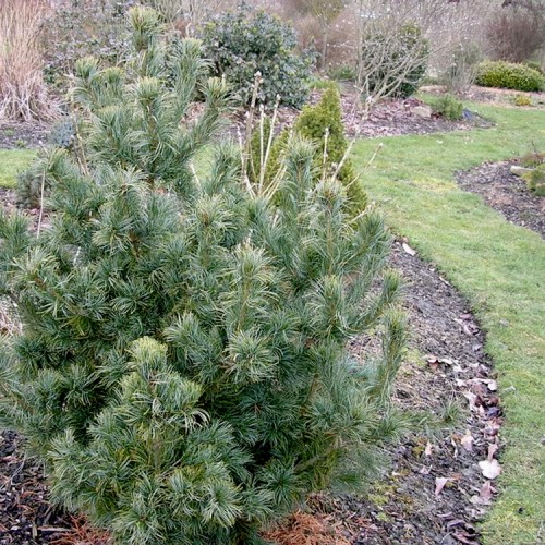 Pušis smulkiažiedė (Pinus parviflora) 'SCHOON‘S BONSAI'