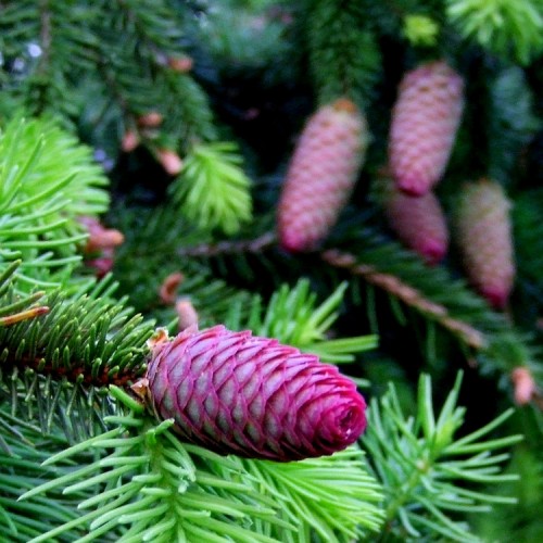 Eglė paprastoji (Picea abies) 'ACROCONA'