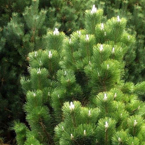 Pušis paprastoji (Pinus sylvestris) 'ALBYNS'