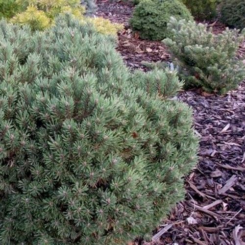 Pušis paprastoji (Pinus sylvestris) 'TREASURE'