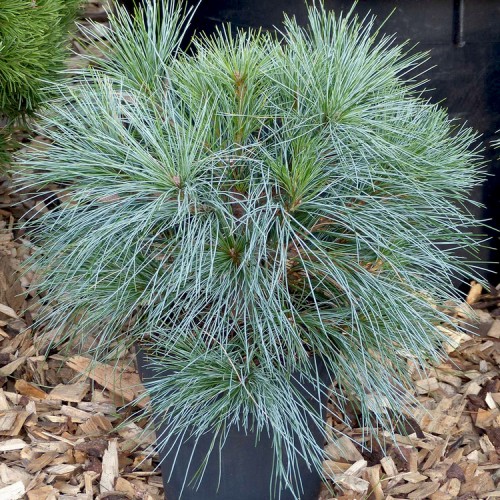 Pušis veimutinė (Pinus strobus) 'BLUE SHAG'