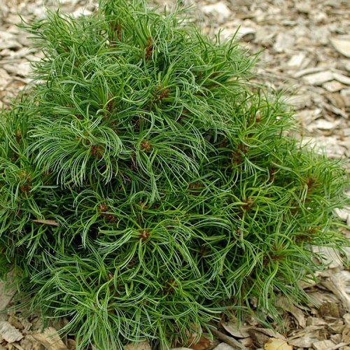 Pušis veimutinė (Pinus strobus) 'GREEN TWIST'