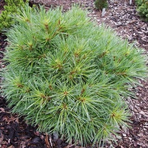 Pušis veimutinė (Pinus strobus) 'GREG'