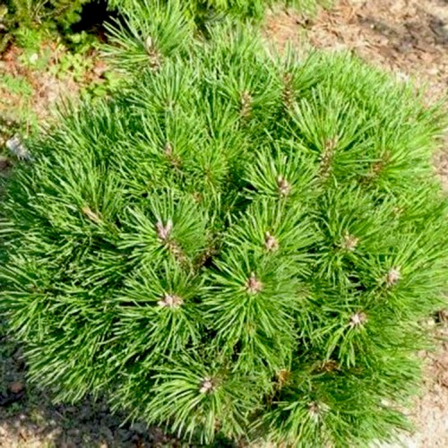 Pušis kablelinė (Pinus uncinata) 'NANA'