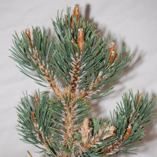 Pušis kablelinė (Pinus uncinata) 'SILVER CANDLES'
