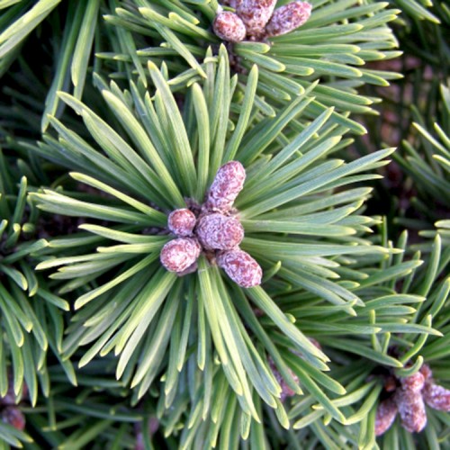Pušis kablelinė (Pinus uncinata) 'SUSE PERLE'
