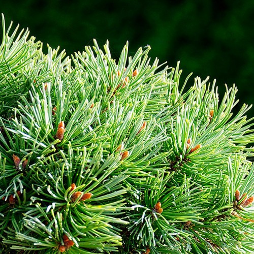 Pušis kablelinė (Pinus uncinata) 'WIEL'