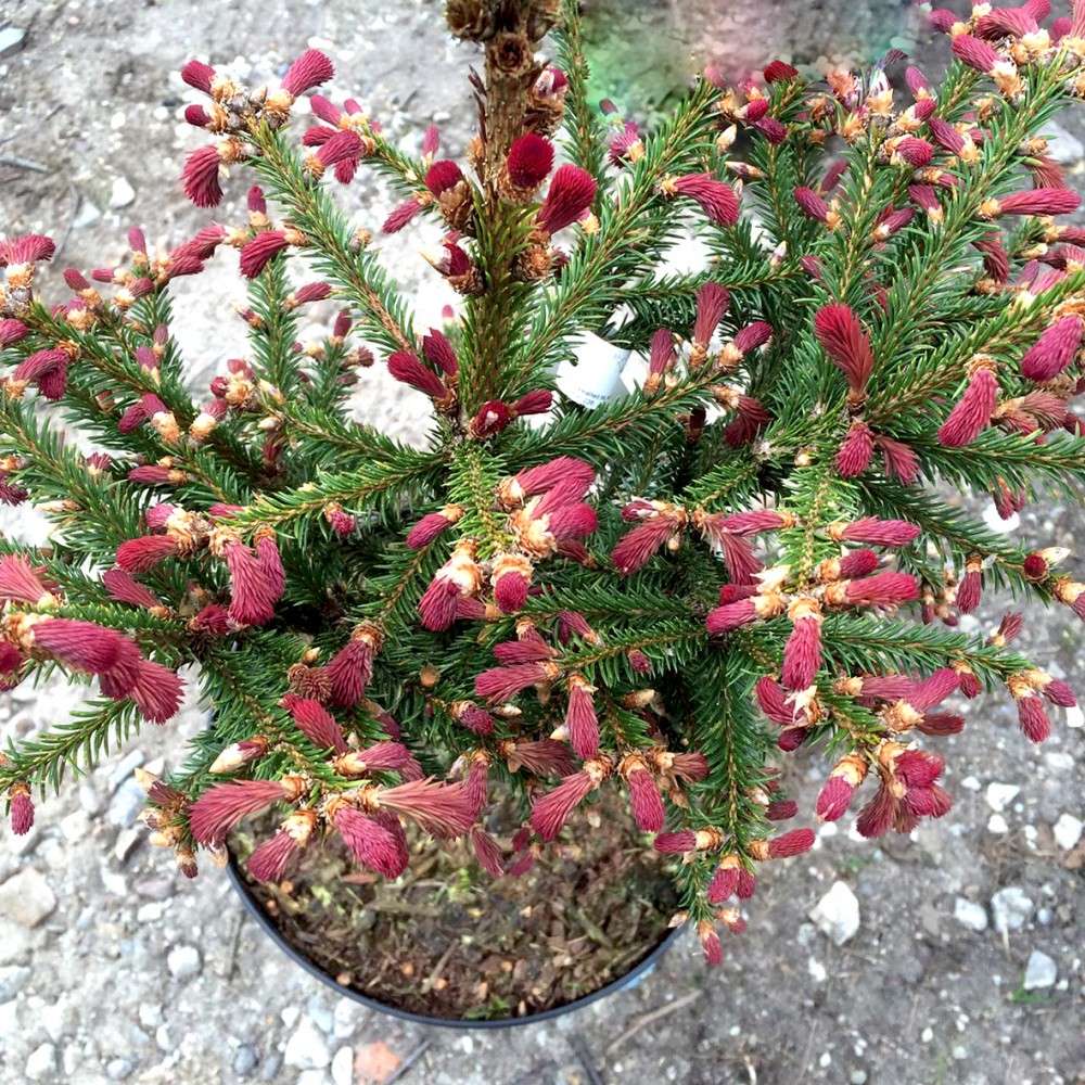 Eglė paprastoji (Picea abies) 'RYDAL'