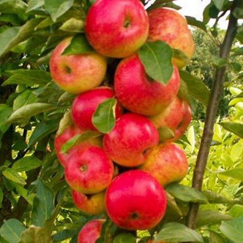 Obelis koloninė 'ARBAT'