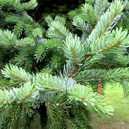 Eglė ajaninė (Picea jezoensis) 
