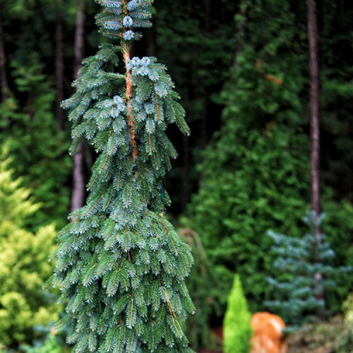 Eglė serbinė (Picea omorika) 'PENDULA BRUNS'