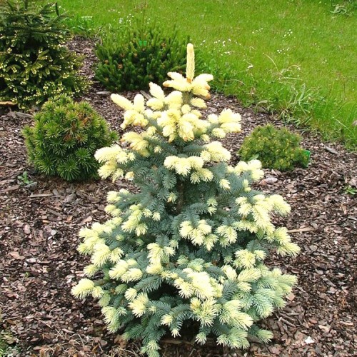 Eglė dygioji (Picea pungens) 'BIALOBOK'