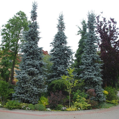 Eglė dygioji (Picea pungens) 'KOSTER'