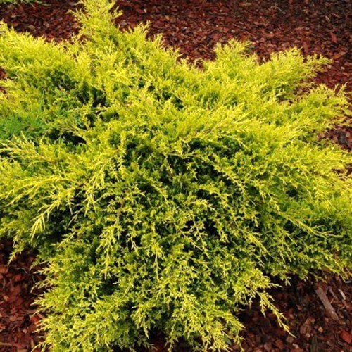 Kadagys kininis (Juniperus chinensis) 'KURIWEAO GOLD'