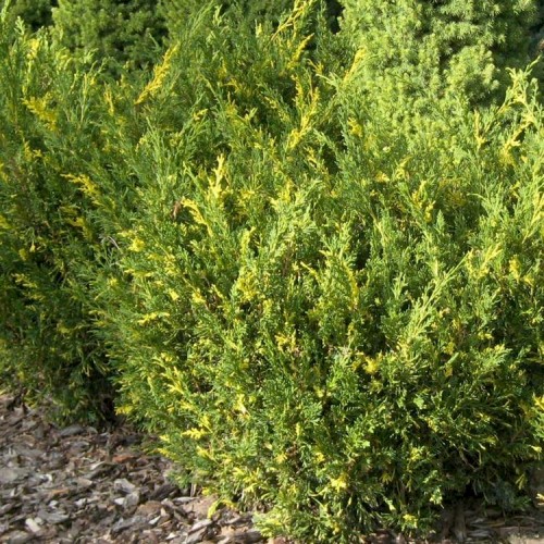 Kadagys kininis (Juniperus chinensis) 'PLUMOSA AUREOVARIEGATA'