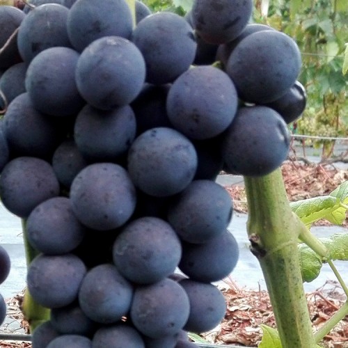 Vynuogė (Vitis vinifera) 'VENUS'