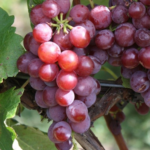 Vynuogė (Vitis vinifera) 'CANADICE'