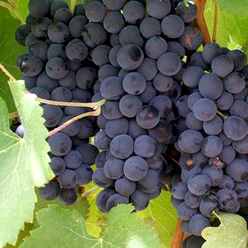 Vynuogė (Vitis vinifera) 'REGENT'