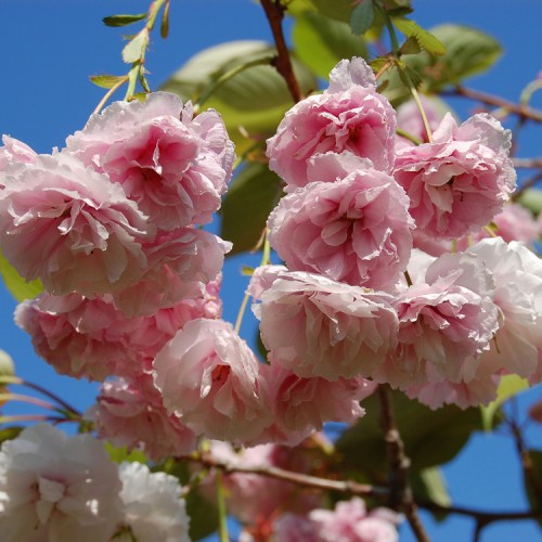 Vyšnia smailiadantė (Prunus serrulata) 'SHIROFUGEN'