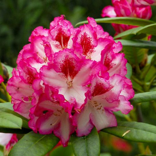 Rododendras (Rhododendron hybrid) 'HACHMANN'S CHARMANT'