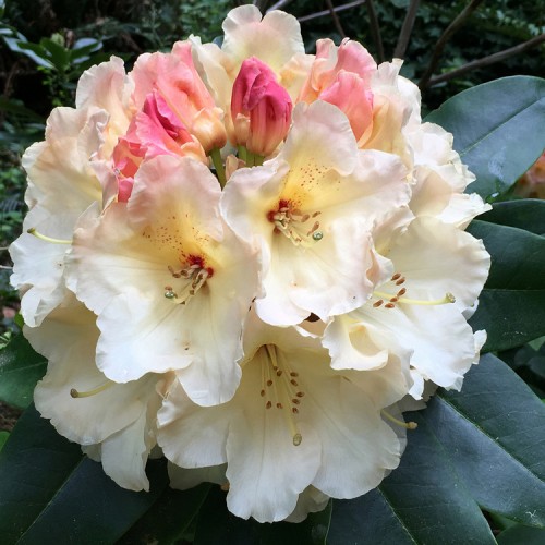 Rododendras (Rhododendron hybrid) 'HORIZON MONARCH'