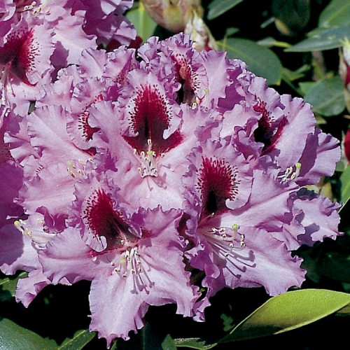 Rododendras (Rhododendron hybrid) 'KABARETT'