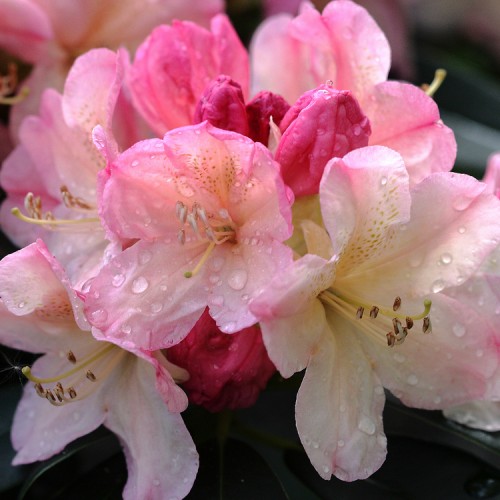 Rododendras jakušimaninis (Rhododendron yakushimanum) 'PERCY WISEMAN'