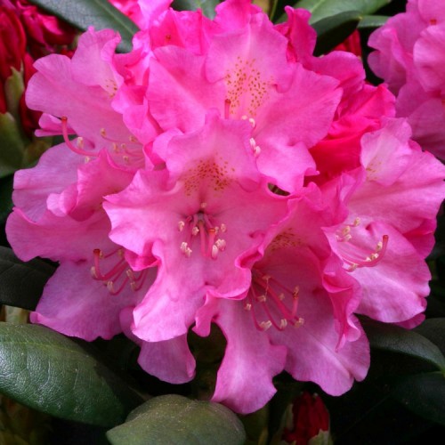 Rododendras jakušimaninis (Rhododendron yakushimanum) 'POLARIS'