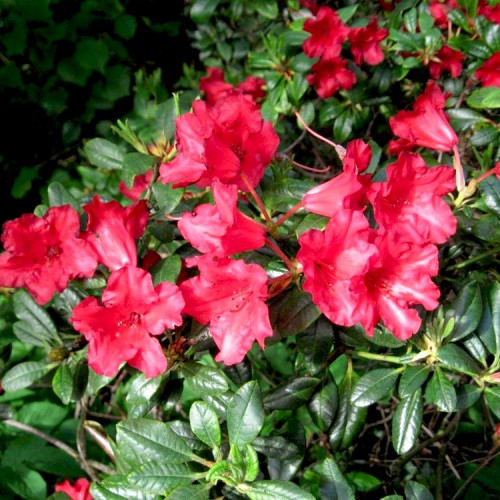 Rododendras (Rhododendron repens)  'BENGAL'