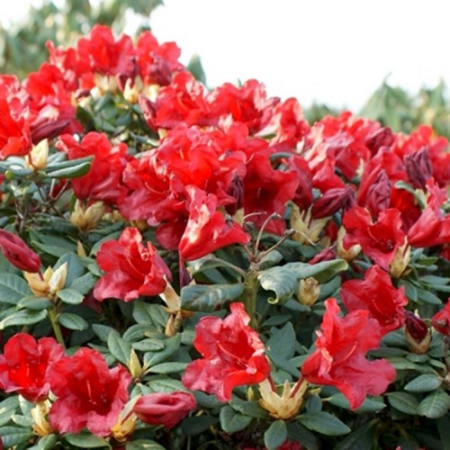 Rododendras (Rhododendron repens) 'SCARLET WONDER'