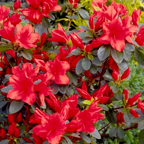 Azalija japoninė (Rhododendron / Japanese Azalea) 'SIGNALGLUHEN'