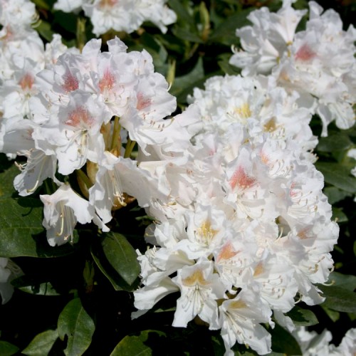 Rododendras amerikinis (Rhododendron catawbiense) 'CUNNINGHAM'S WHITE'