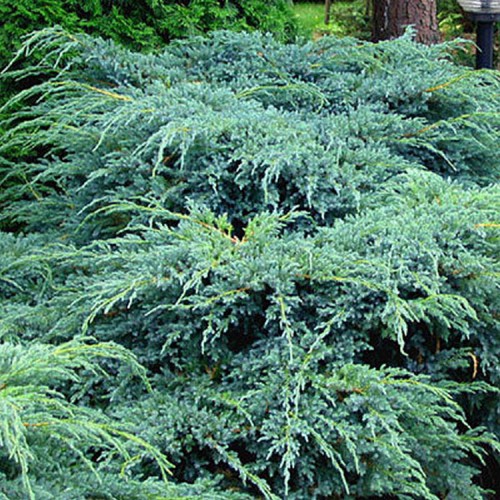 Juniperus squamata / Kadagys žvynuotasis „Blue carpet“