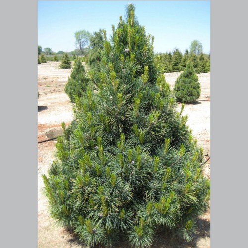 Pušis kedrinė (Pinus cembra)