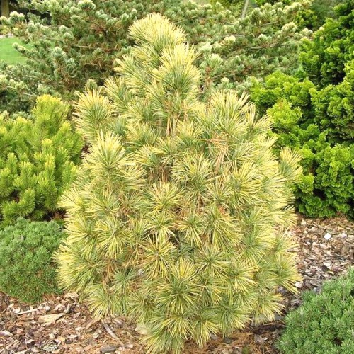 Pušis kedrinė (Pinus cembra) 'AUREA' (syn. 'AUREOVARIEGATA')