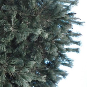 Pušis lanksčioji (Pinus flexilis) 'FIRMAMENT'