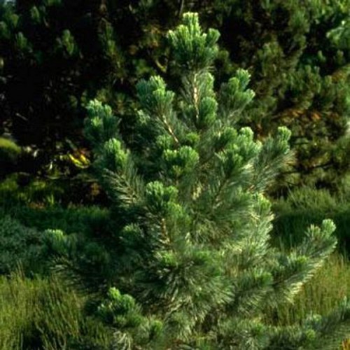 Pušis lanksčioji (Pinus flexilis) 'FIRMAMENT'