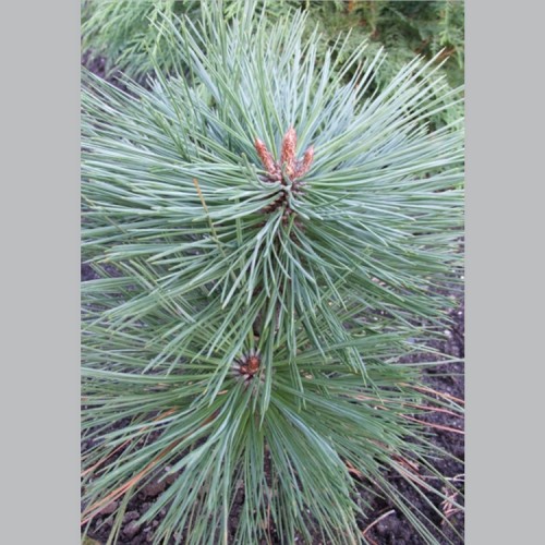 Pušis žefrėjaus (Pinus jeffreyi) 'JOPPI'