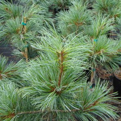 Pušis korėjinė (Pinus koraiensis) 'SILVERAY'