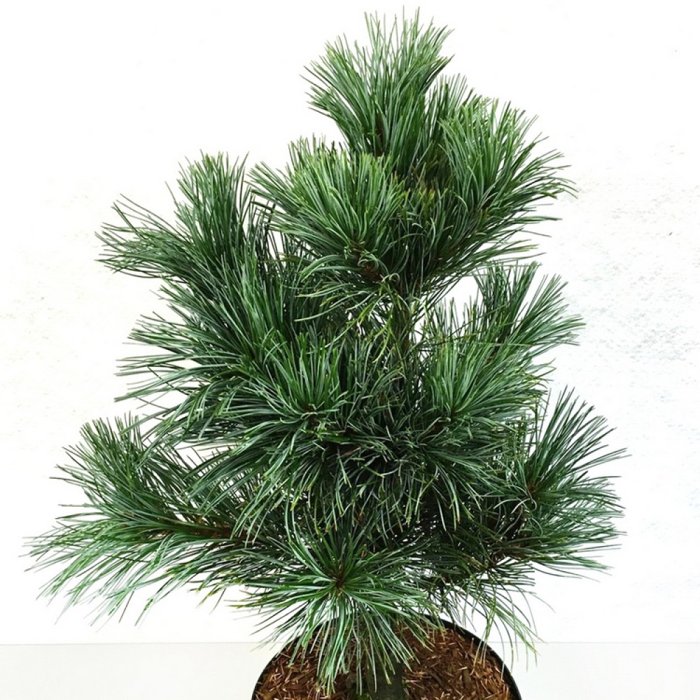 Pušis korėjinė (Pinus koraiensis) 'SILVERAY'