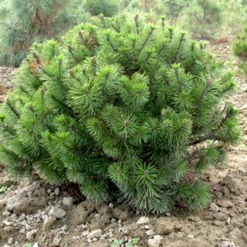 Pušis kalninė (Pinus mugo var. mughus)