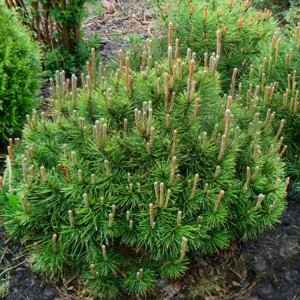 Pušis kalninė (Pinus mugo) 'HUMPY'