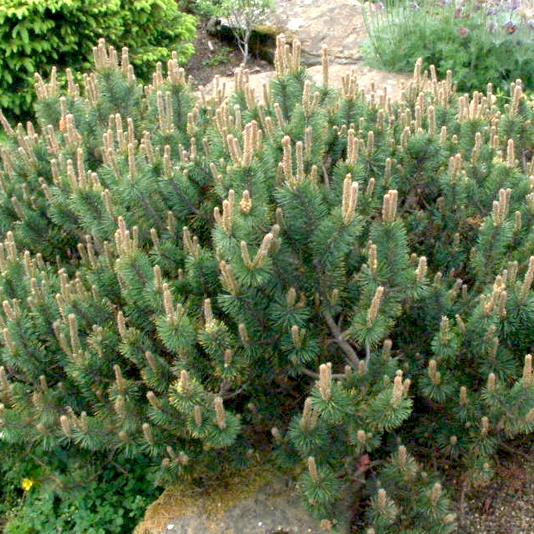 Pušis kalninė (Pinus mugo) 'HUMPY'