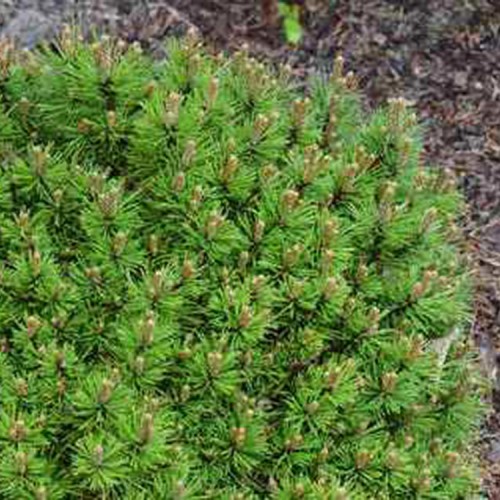 Pušis kalninė (Pinus mugo) 'KLEINER WIMBACHII'