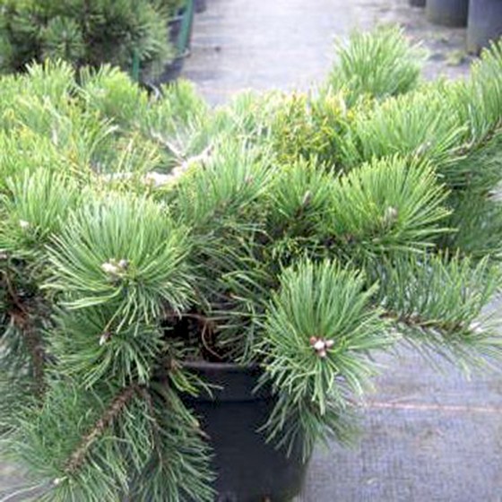 Pušis kalninė (Pinus mugo) 'KRAUSKOPF'