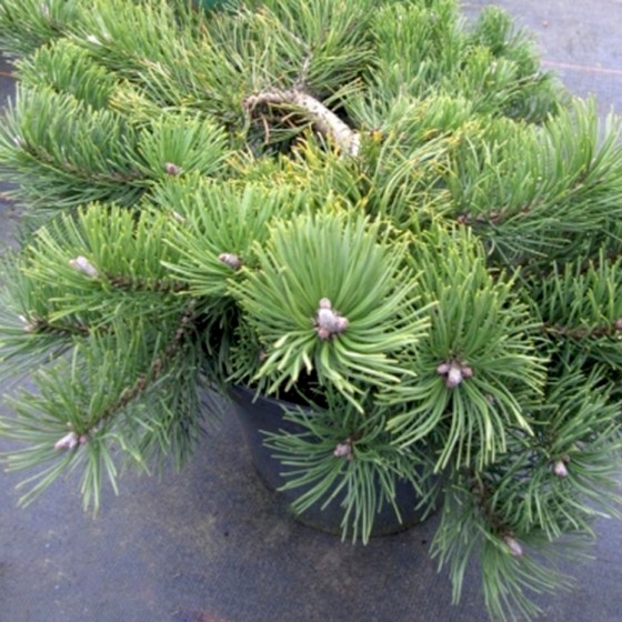 Pušis kalninė (Pinus mugo) 'KRAUSKOPF'