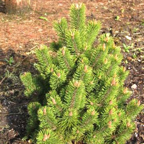Pušis kalninė (Pinus mugo) 'MUMPITZ'