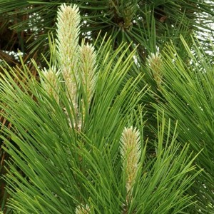 Pušis juodoji (Pinus nigra) 'GREEN ROCKET'