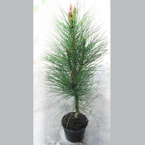 Pušis juodoji (Pinus nigra) 'MOLETTE'